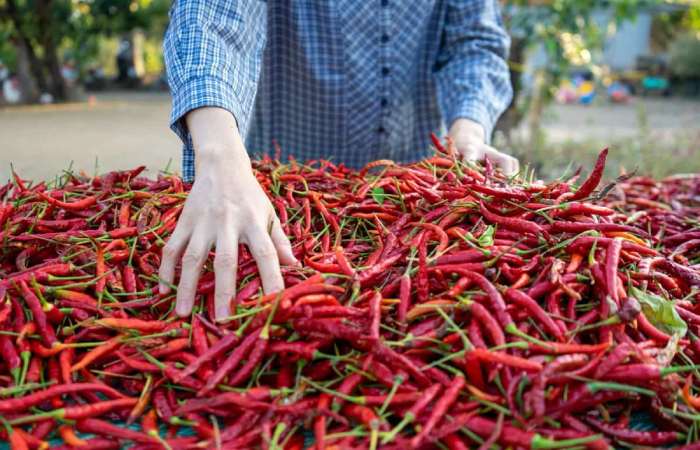 Understanding Red Chilli